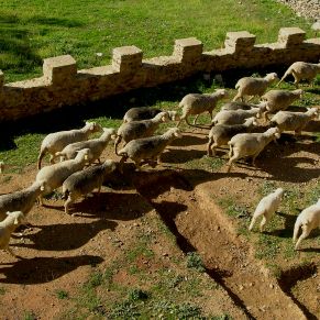 ovejas en el castillo